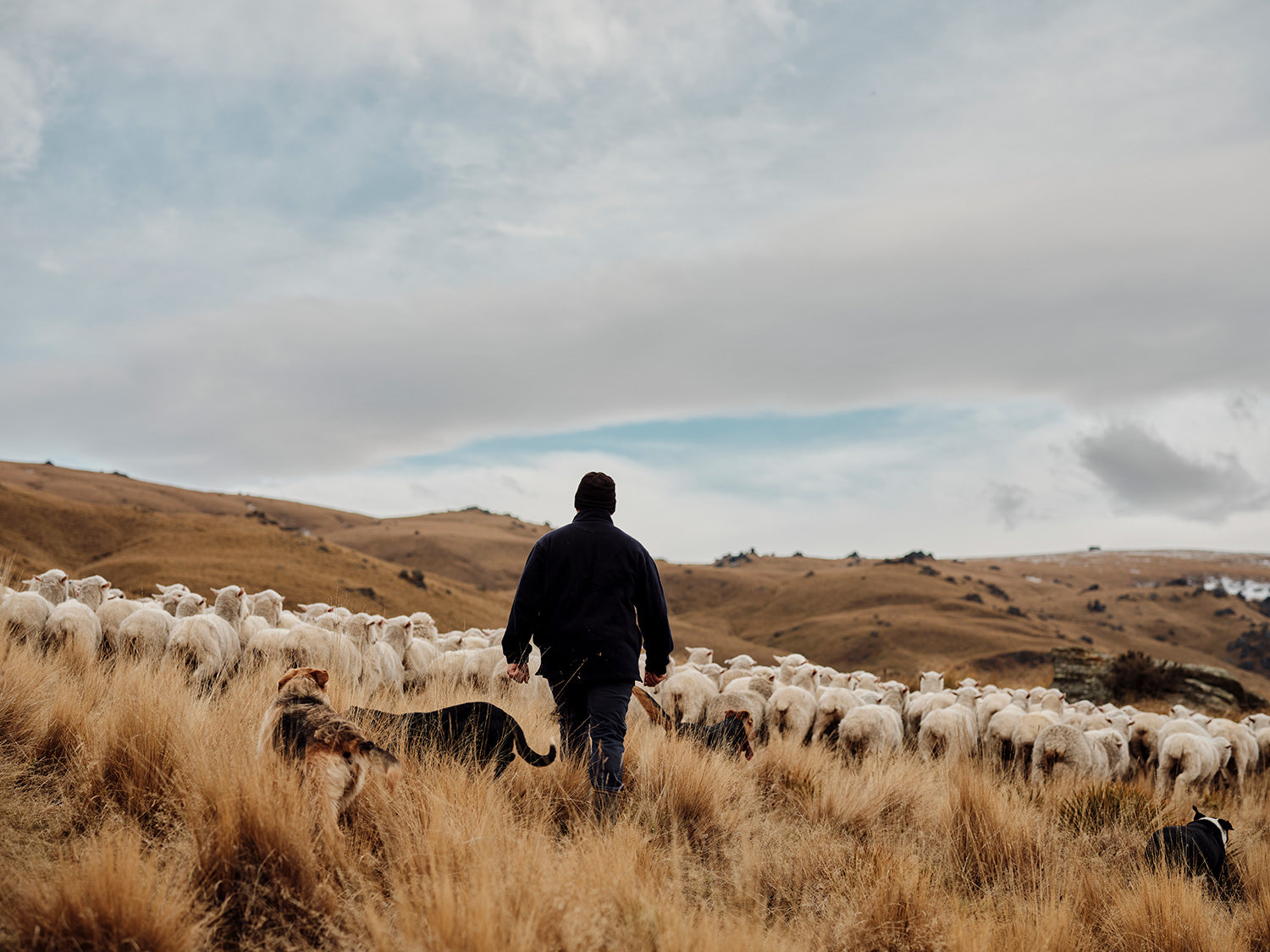 merino-landing-page